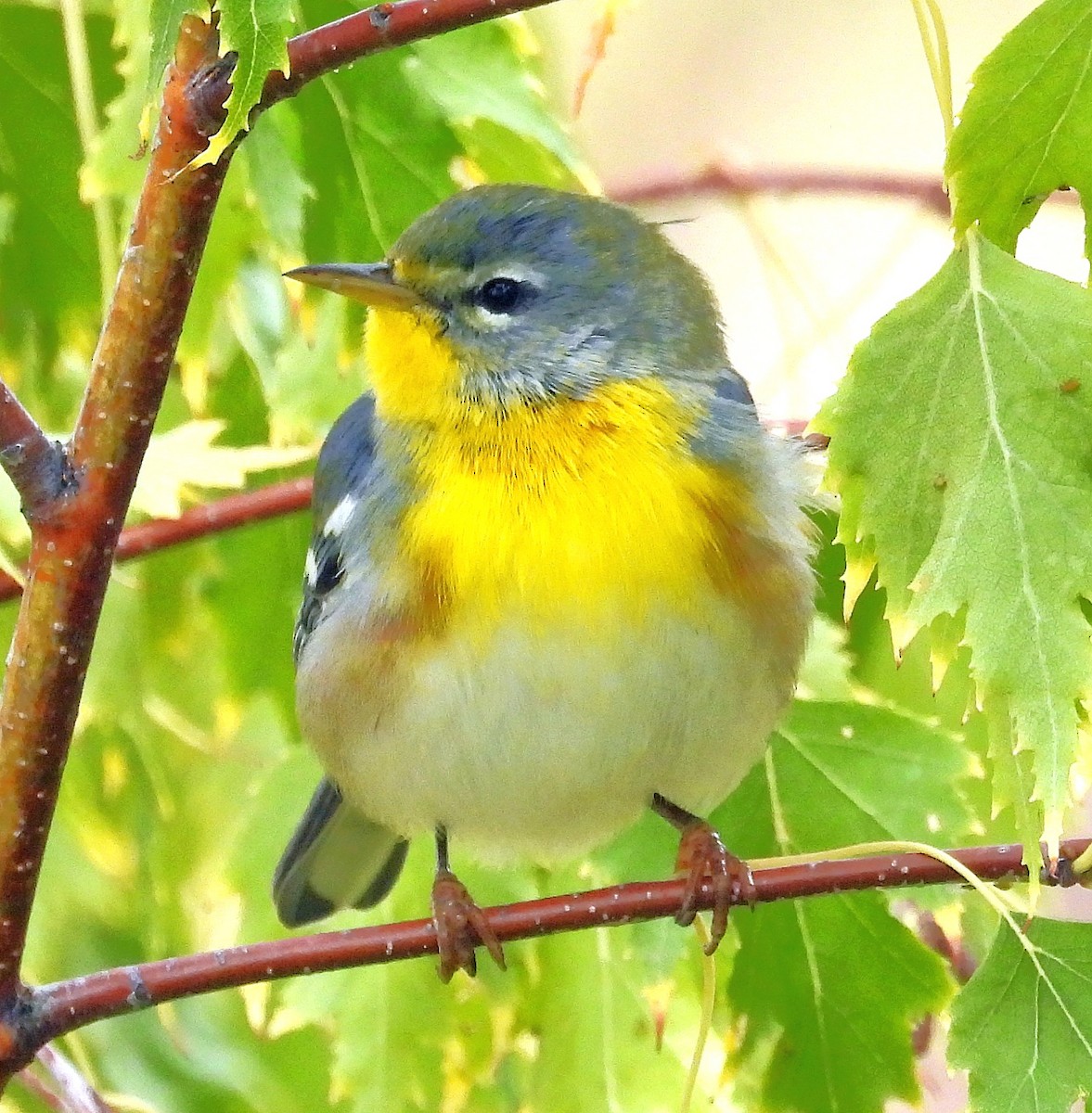 Northern Parula - ML642871592