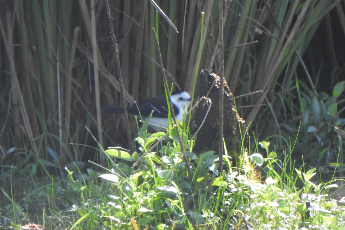 Black-backed Water-Tyrant - ML642871593
