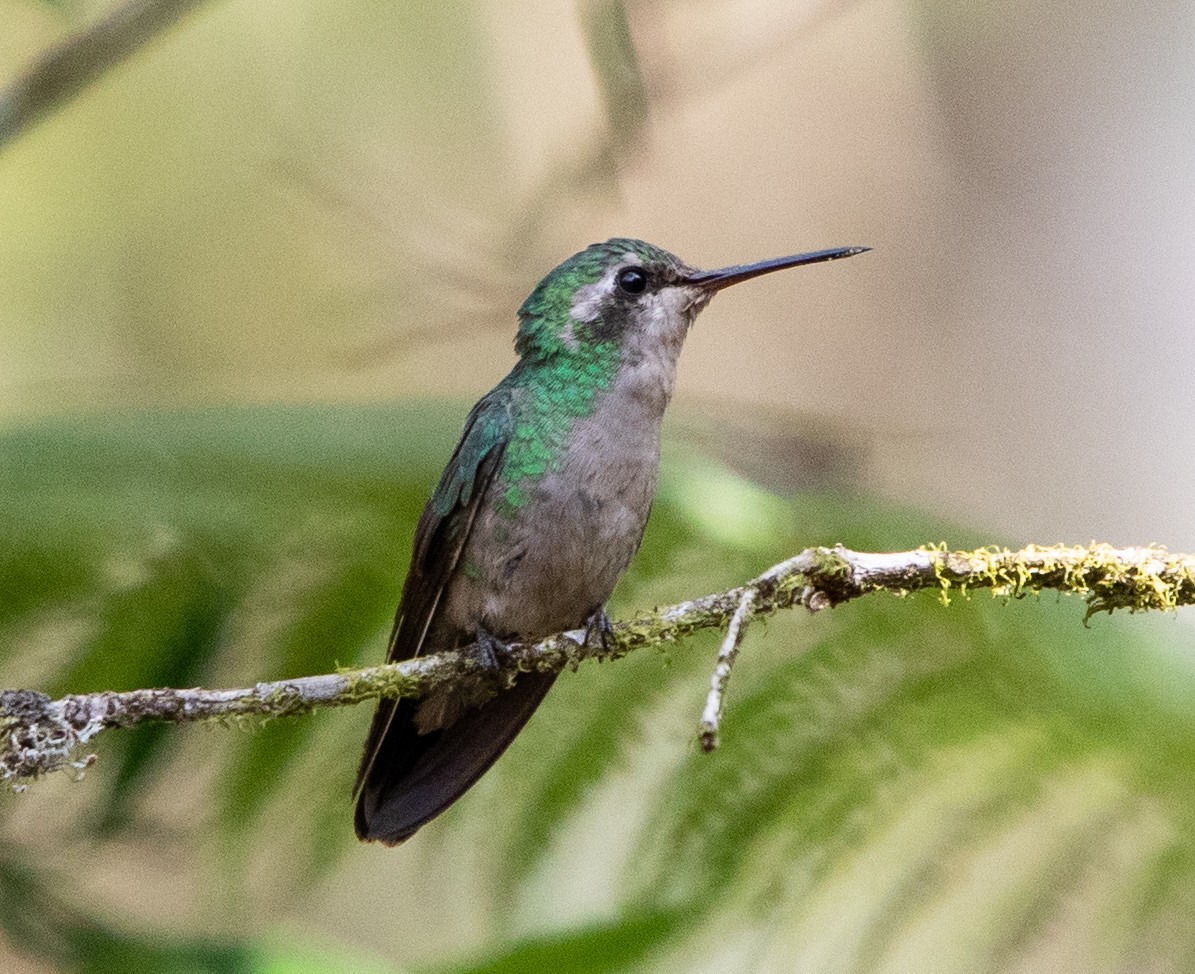 Glittering-bellied Emerald - ML642871602