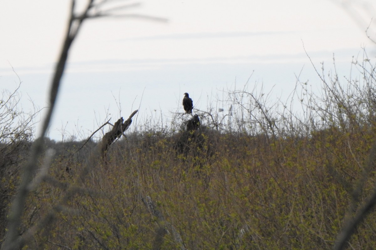 Great Black Hawk - ML642871611