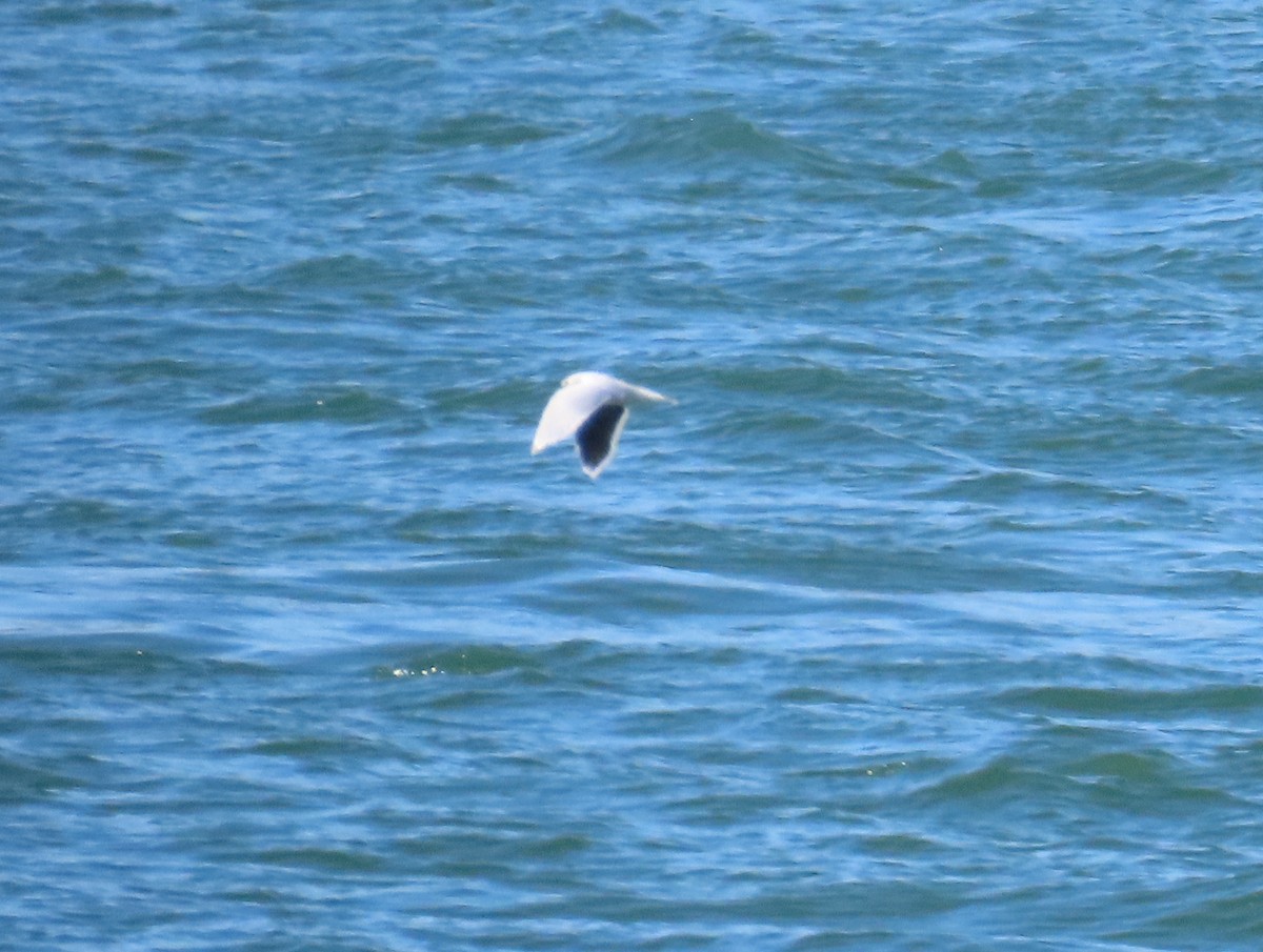 Little Gull - ML642871615