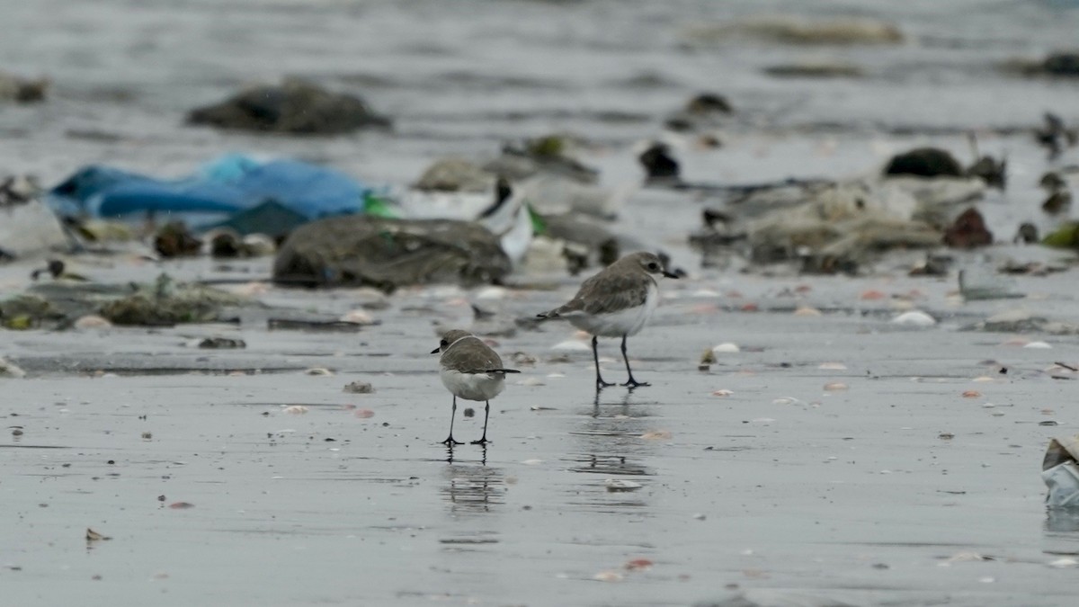 Tibetan Sand-Plover - ML642871616
