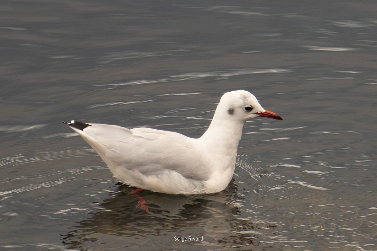Antxeta mokogorria - ML642871637