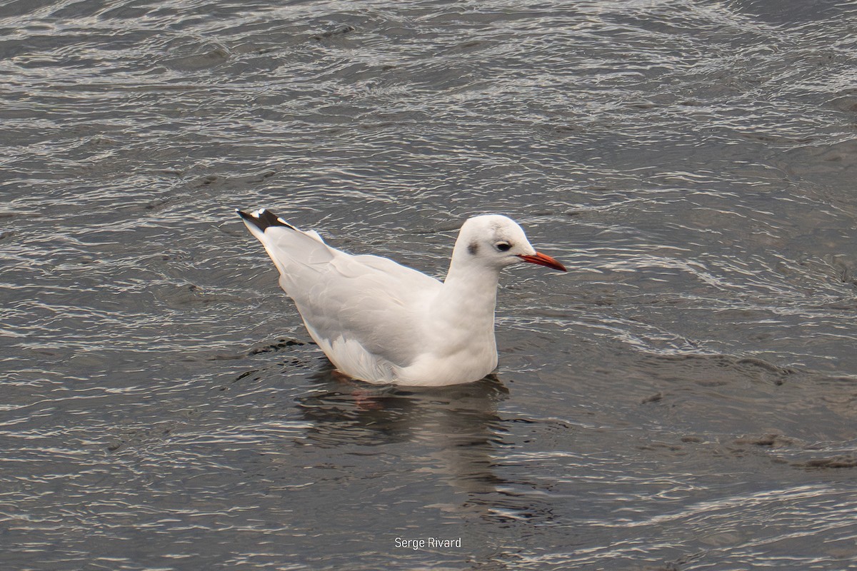 Antxeta mokogorria - ML642871639