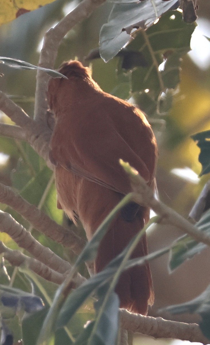 Rufous Cacholote - ML642871643