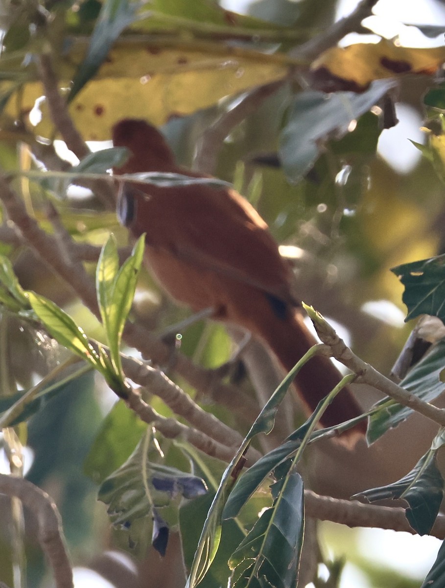 Rufous Cacholote - ML642871644