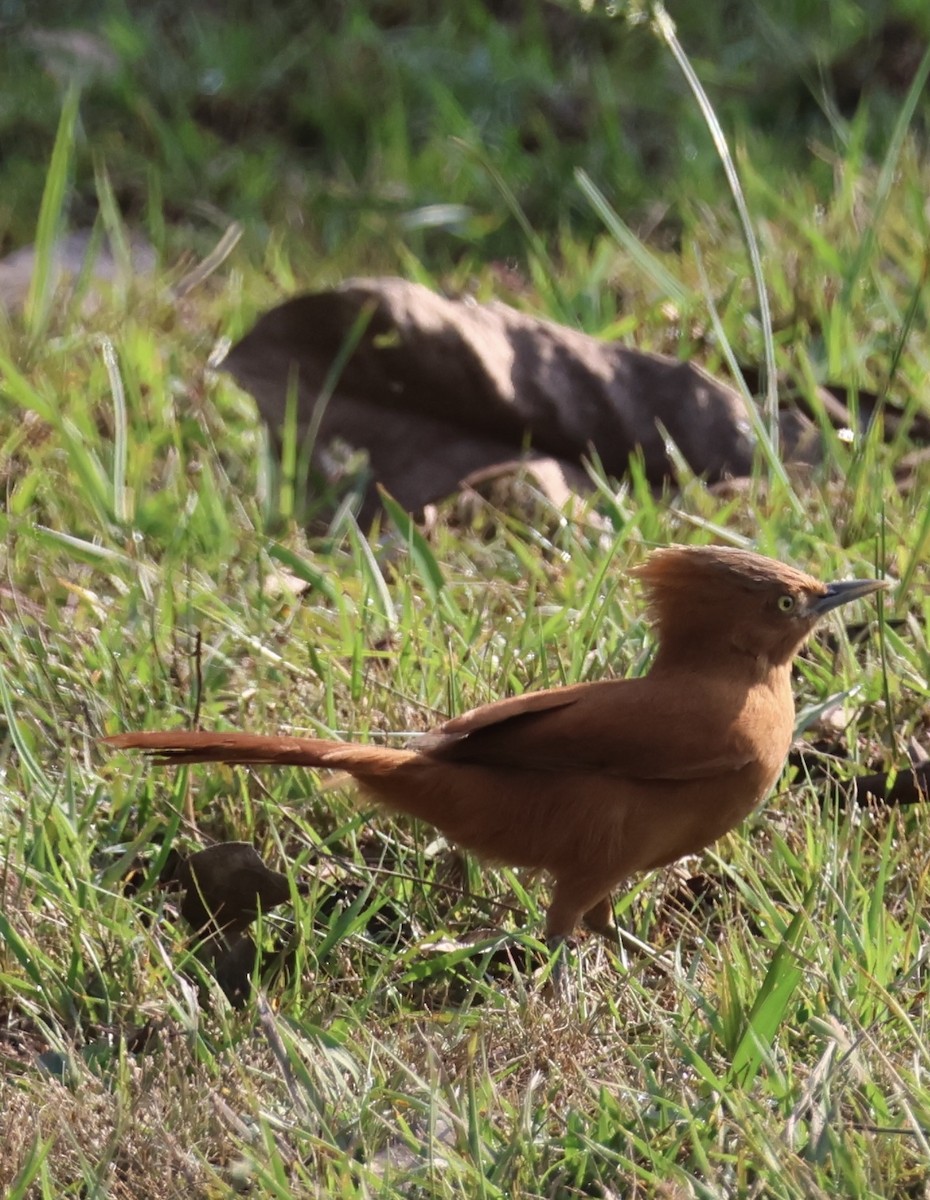 Rufous Cacholote - ML642871645