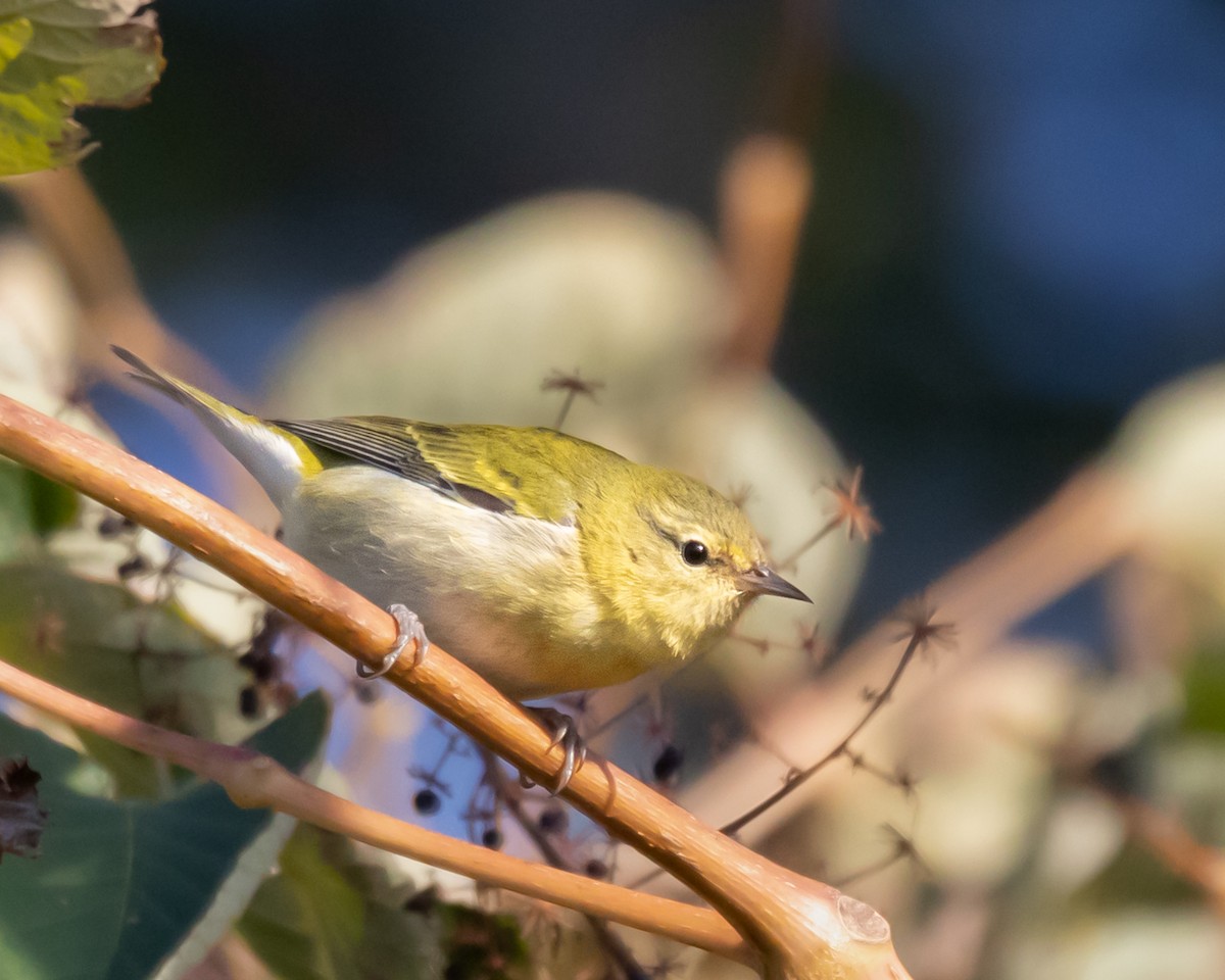Tennessee Warbler - ML642871657