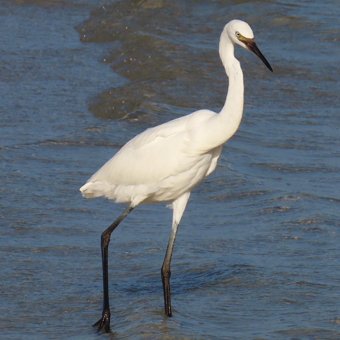 Aigrette roussâtre - ML642871660