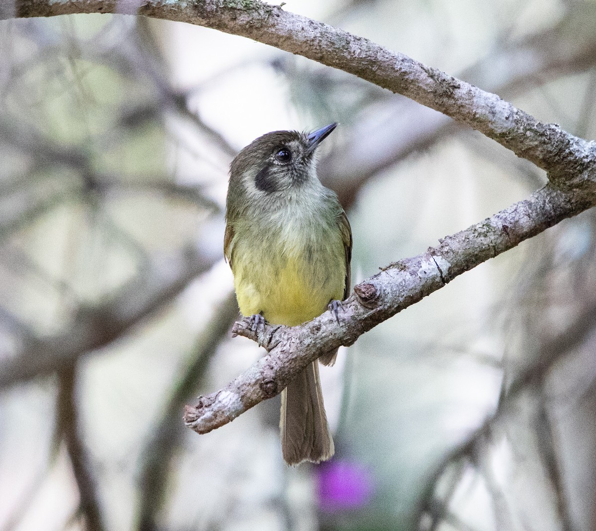 Sepia-capped Flycatcher - ML642871663