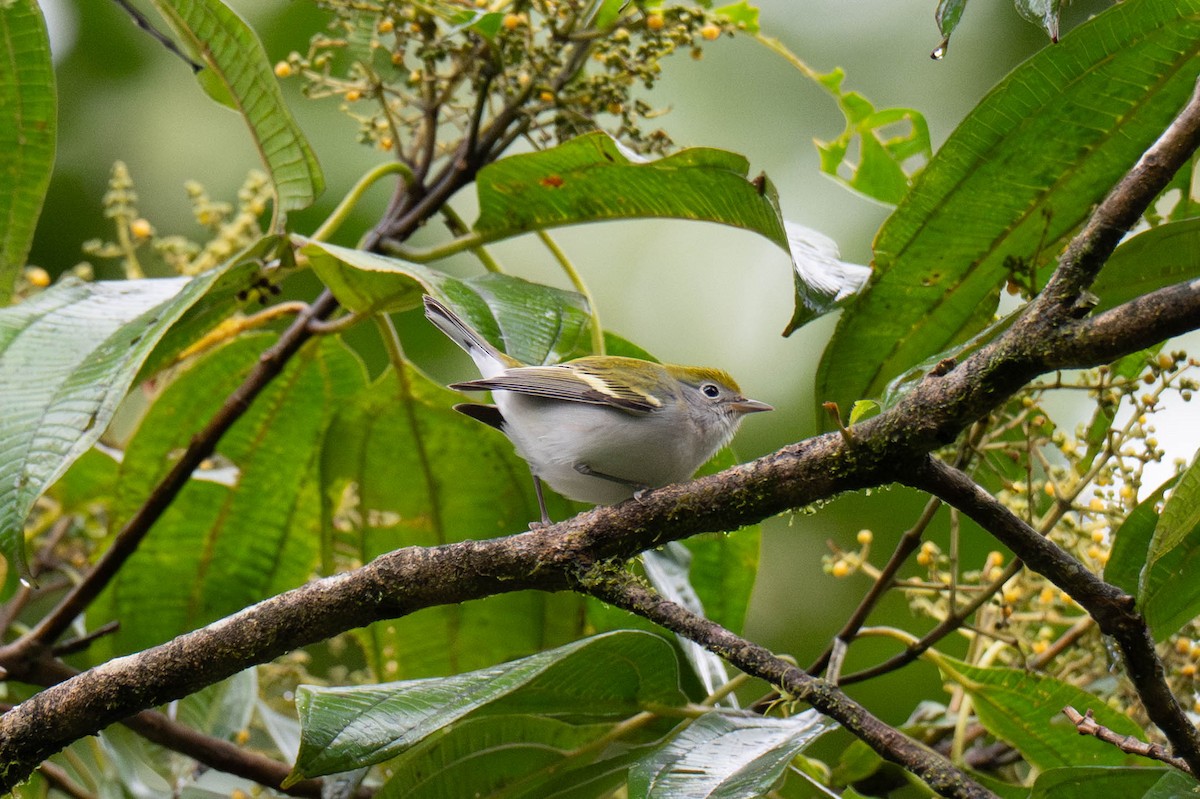 Chestnut-sided Warbler - ML642871666