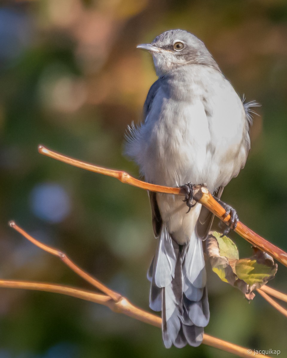 Northern Mockingbird - ML642871669