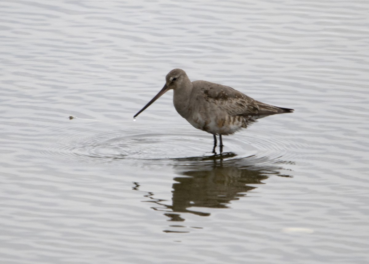 Hudsonian Godwit - ML642871679