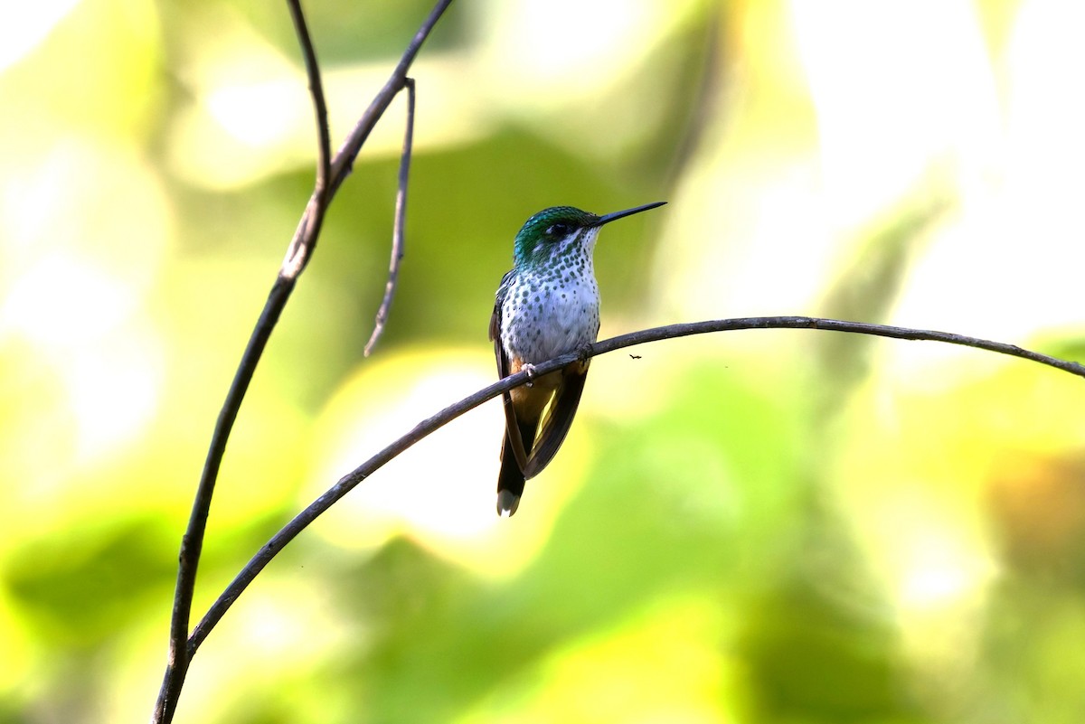 Peruvian Racket-tail - ML642871684