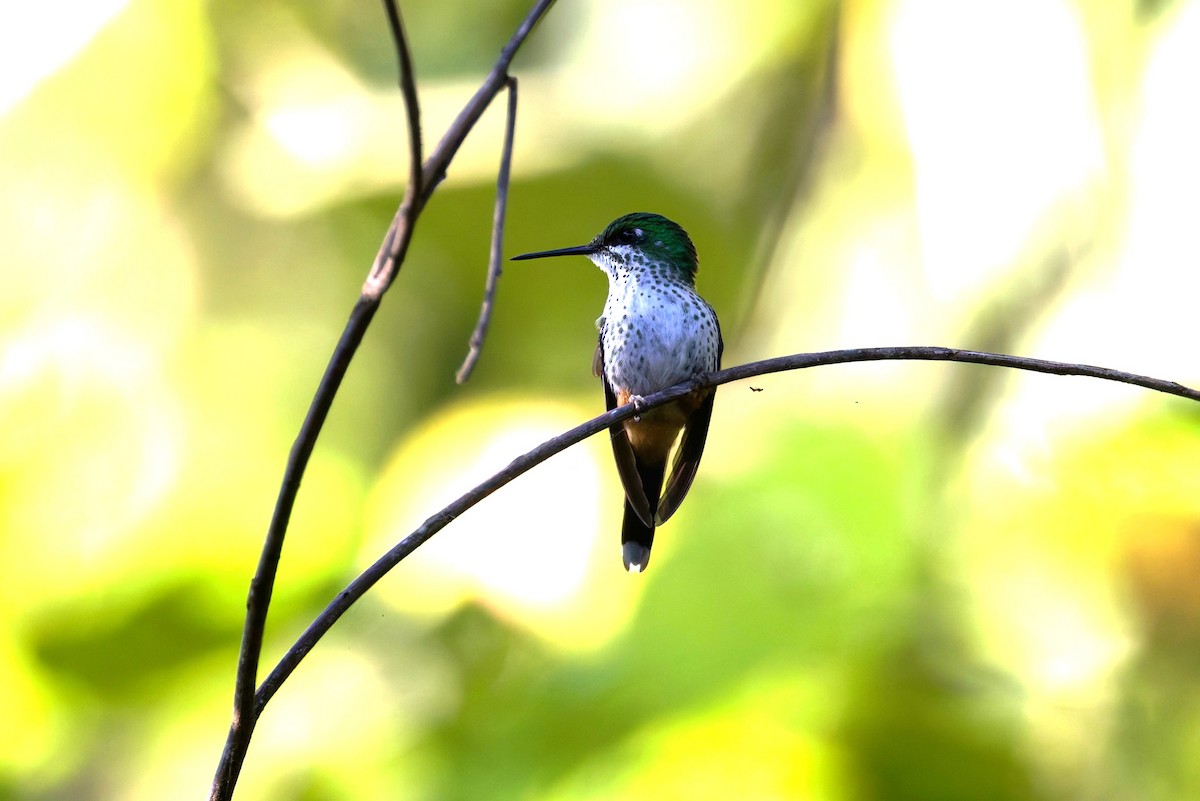 Peruvian Racket-tail - ML642871686
