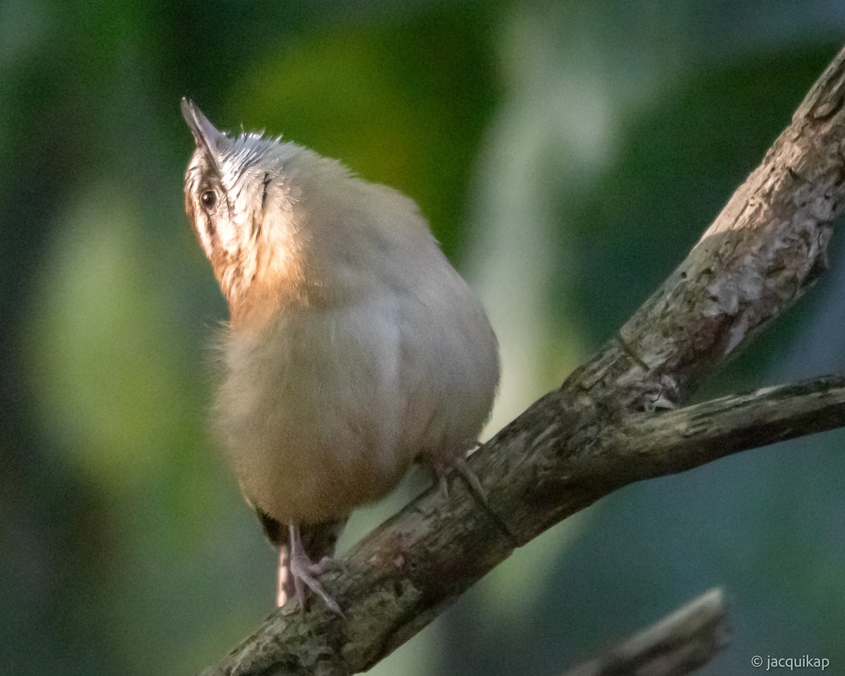 Carolina Wren - ML642871706