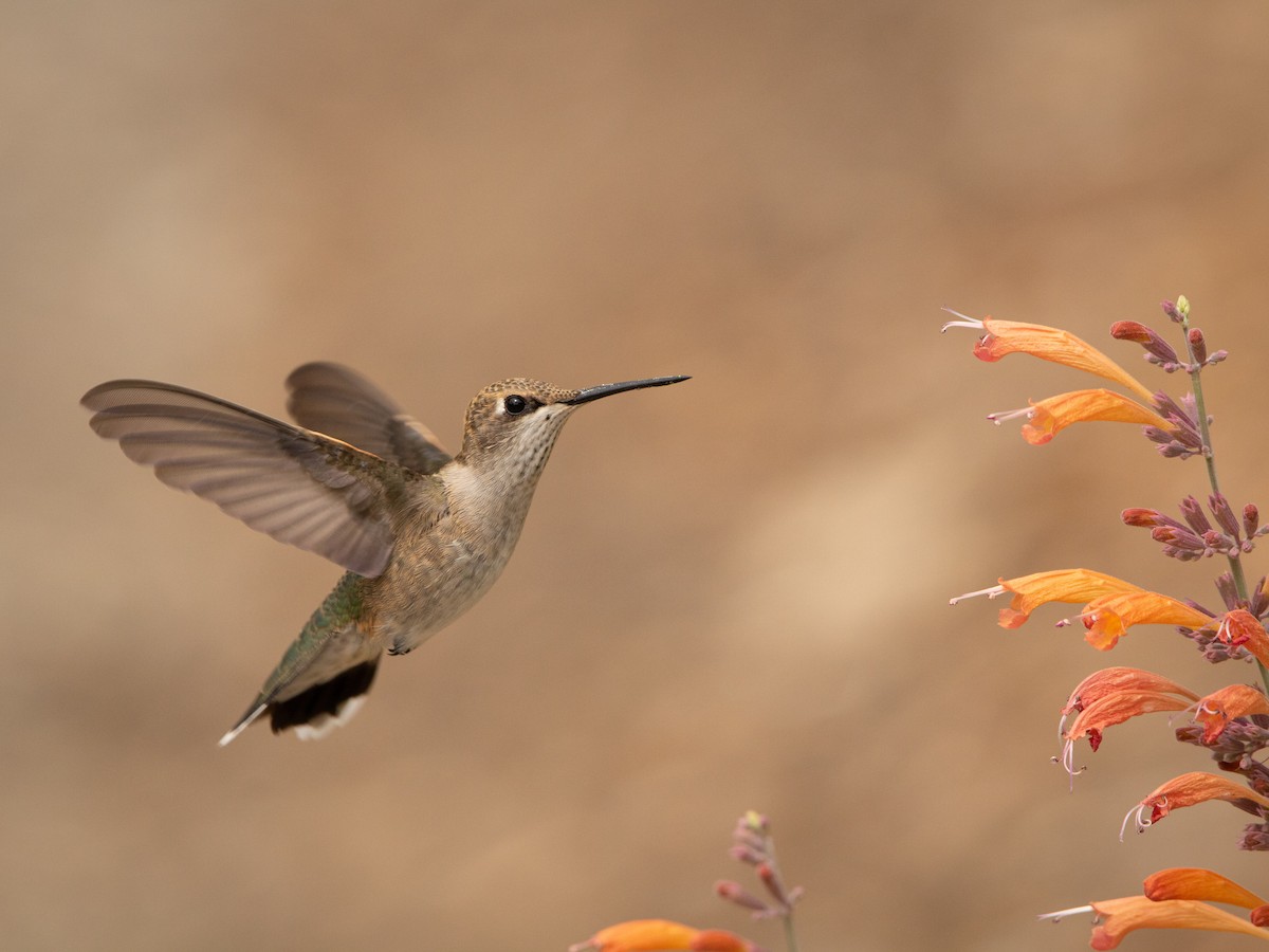 Black-chinned Hummingbird - ML642871747