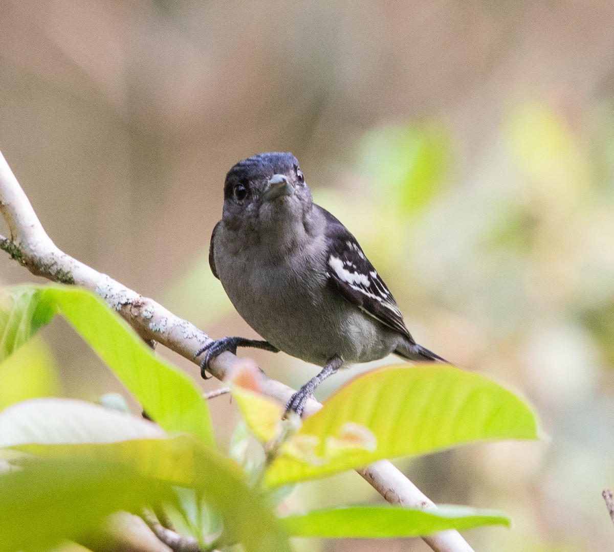White-winged Becard - ML642871750