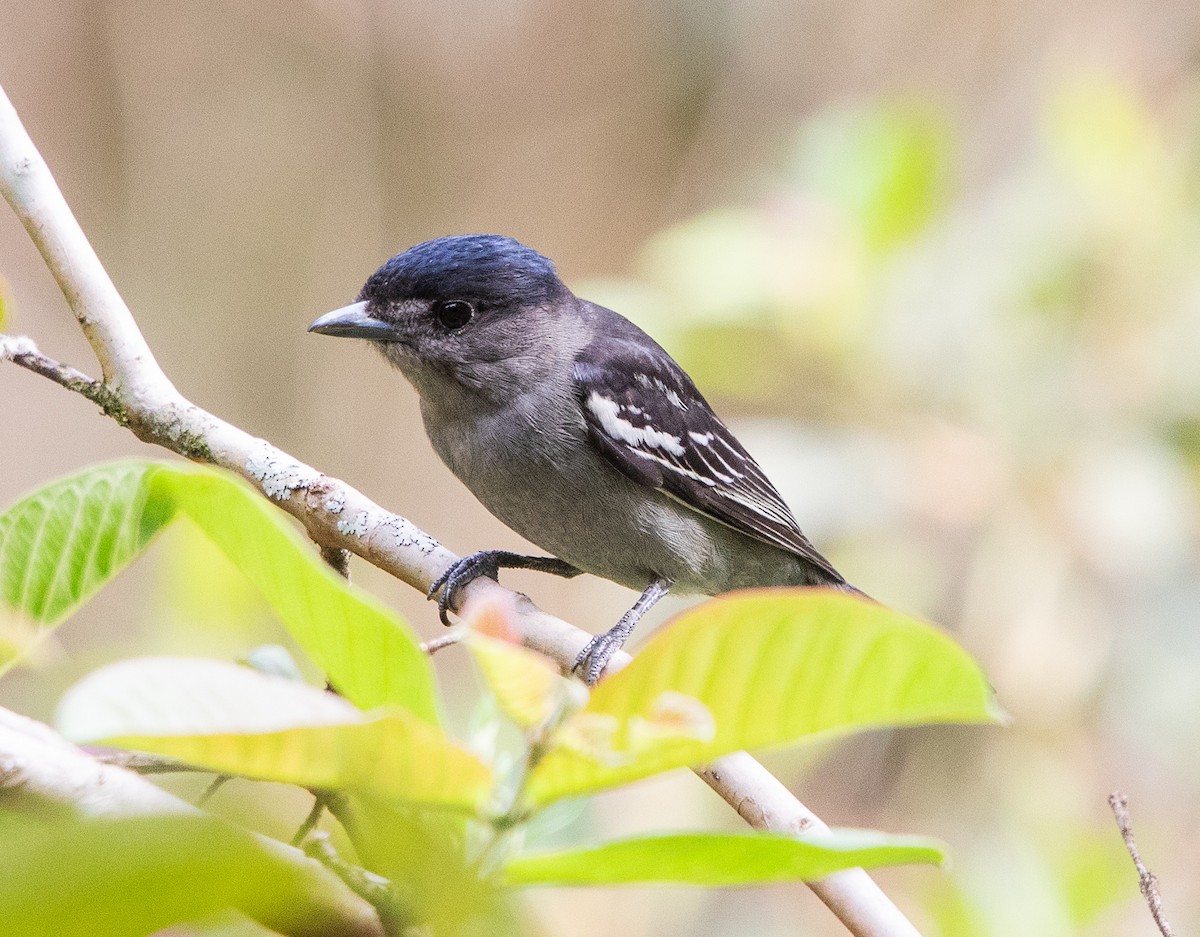 White-winged Becard - ML642871751