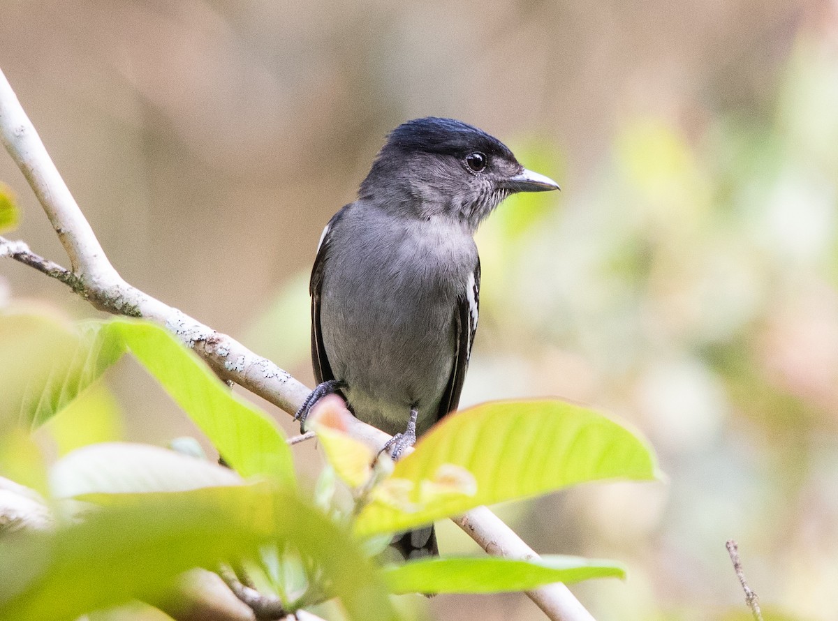 White-winged Becard - ML642871752