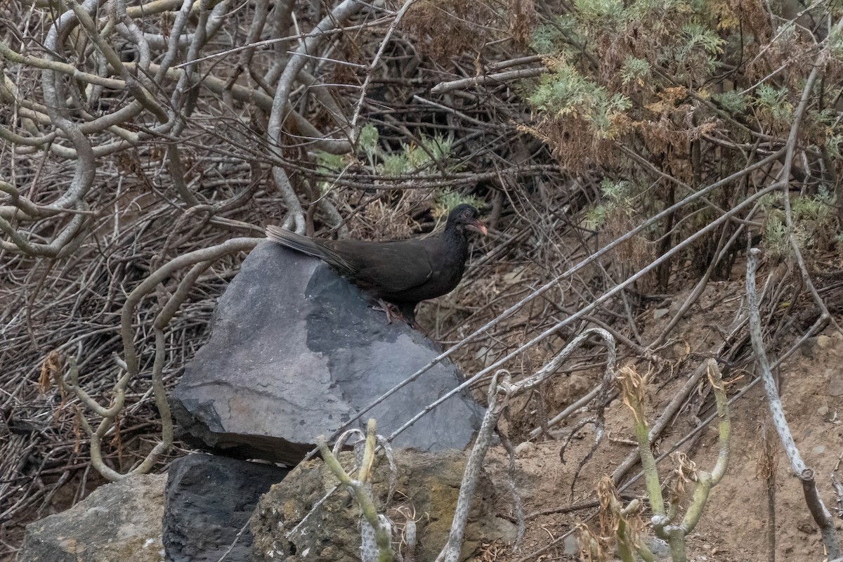Laurel Pigeon - ML642871756