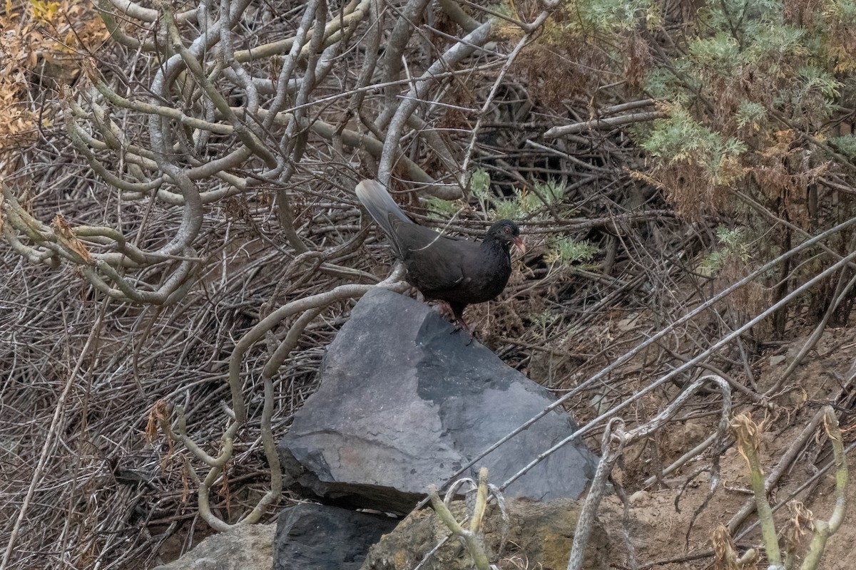 Laurel Pigeon - ML642871757