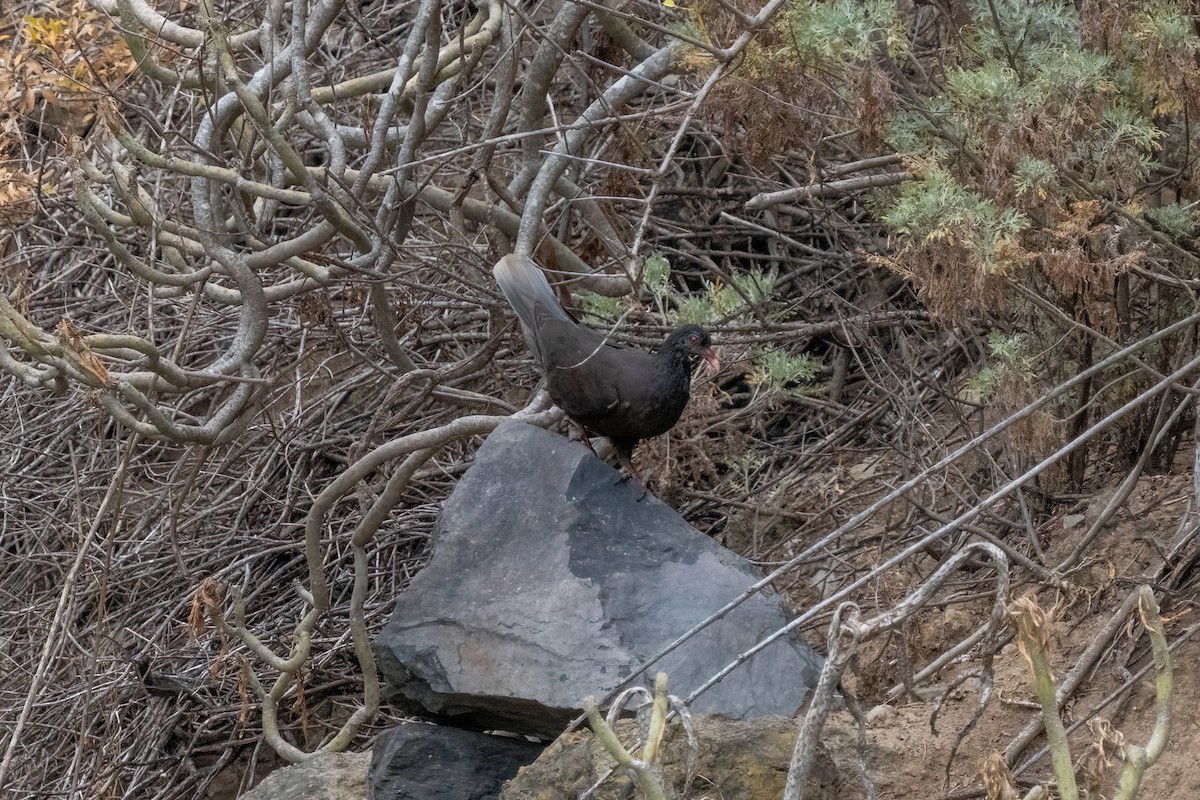 Laurel Pigeon - ML642871758