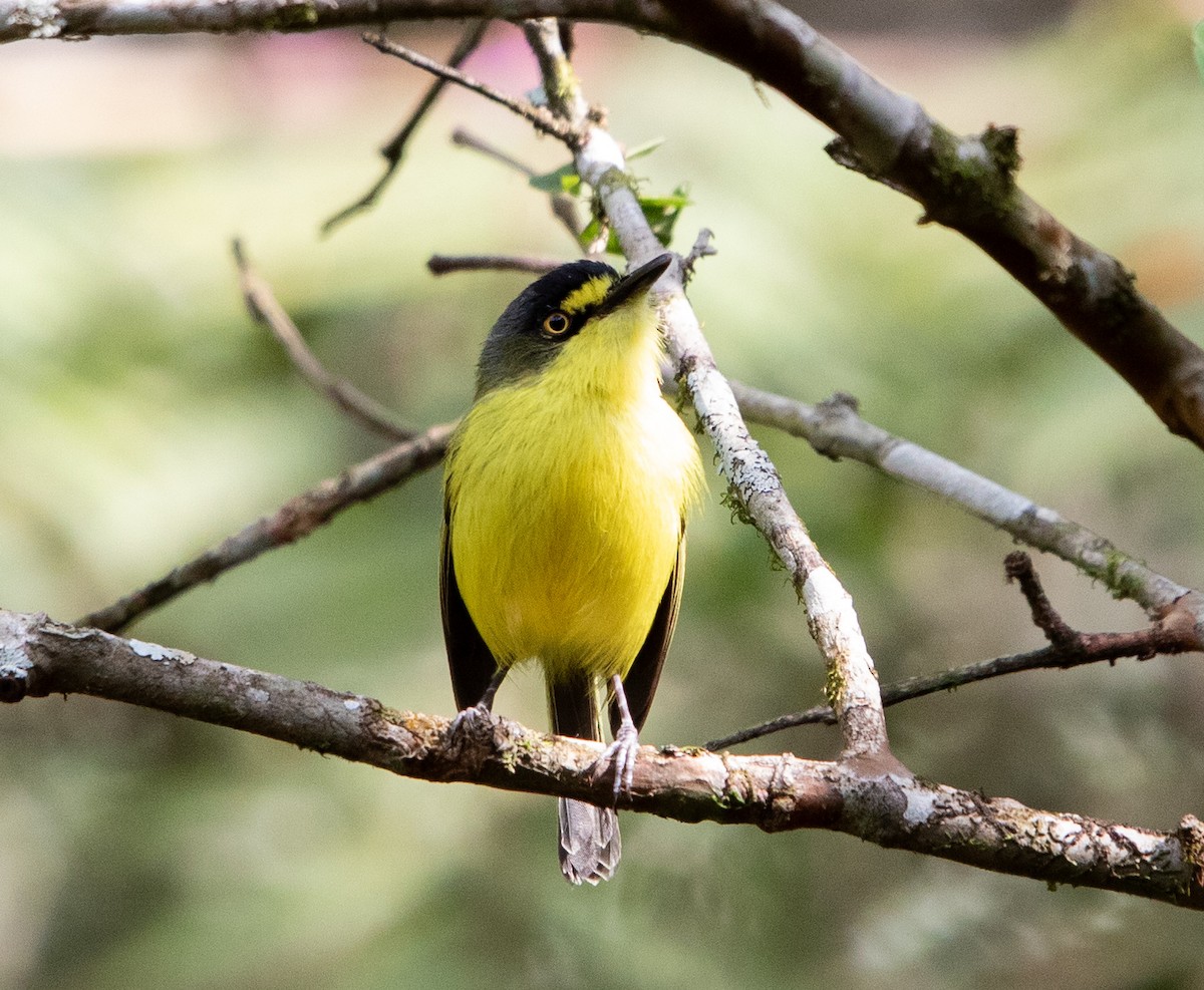 Gray-headed Tody-Flycatcher - ML642871759