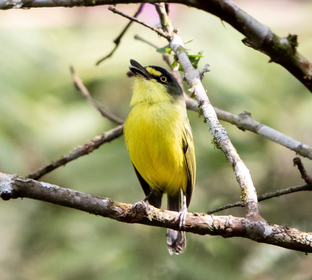 Gray-headed Tody-Flycatcher - ML642871760