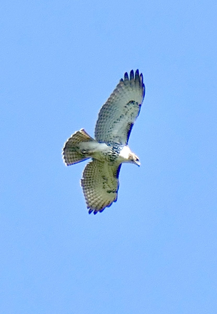 Red-tailed Hawk - ML642871761