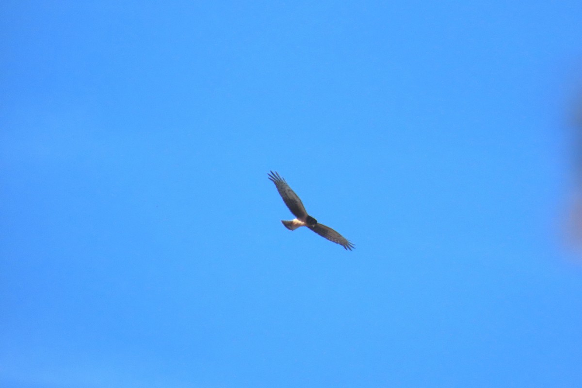 Northern Harrier - ML642871763