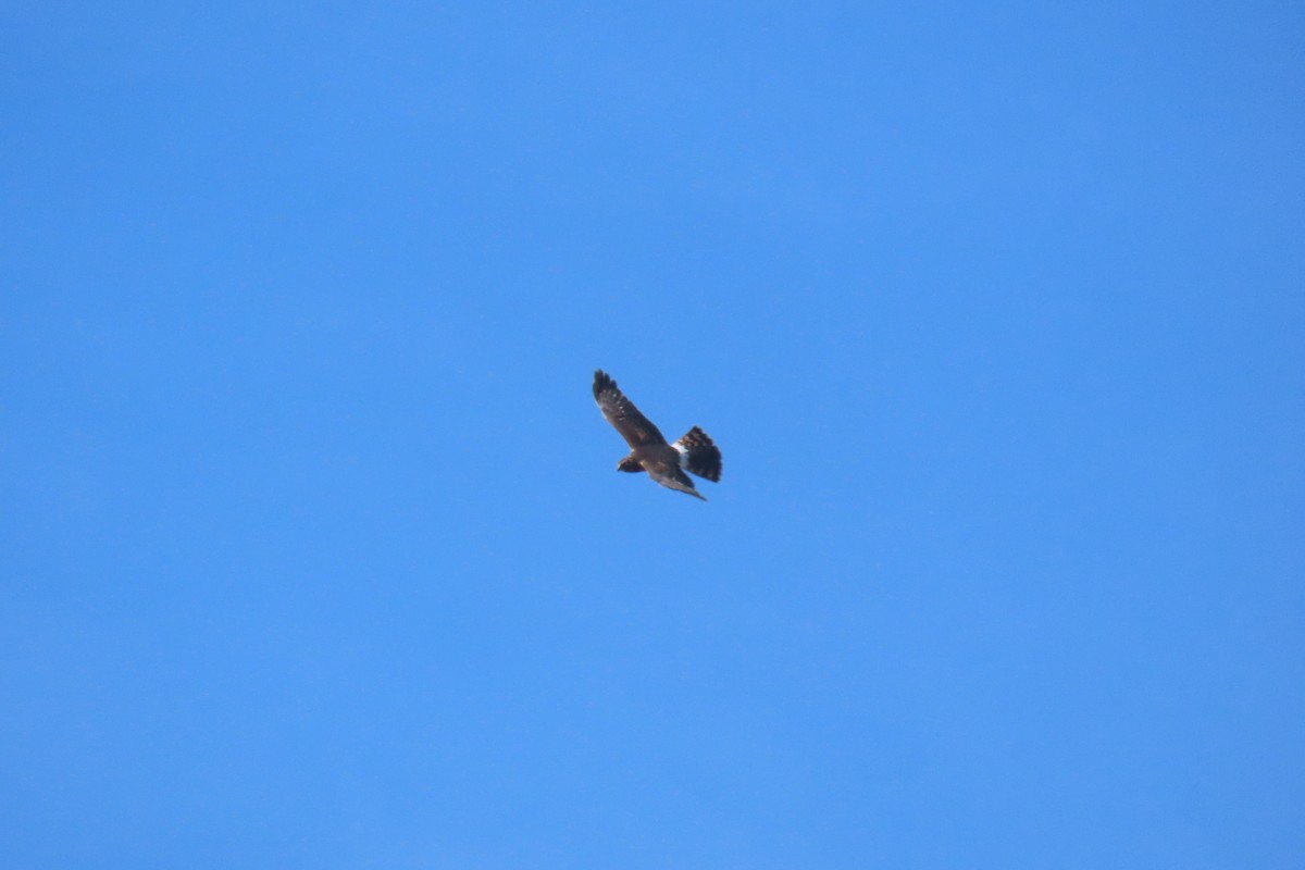 Northern Harrier - ML642871764