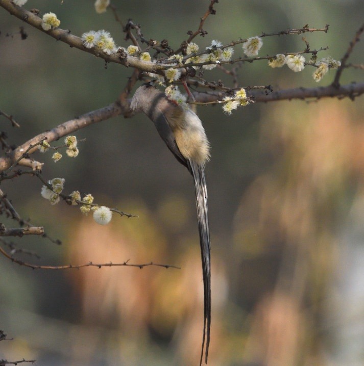 White-backed Mousebird - ML642871768