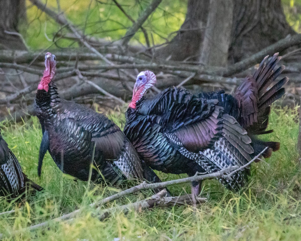 Wild Turkey - ML642871772