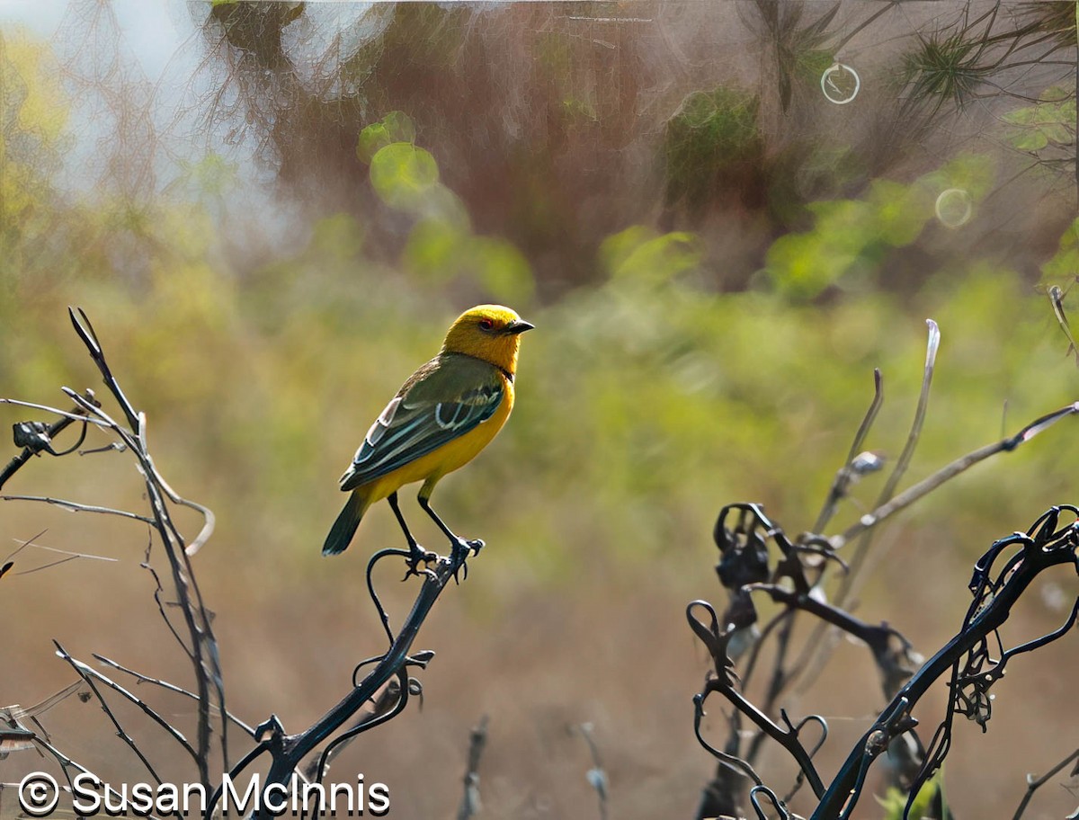Yellow Chat - ML642871779