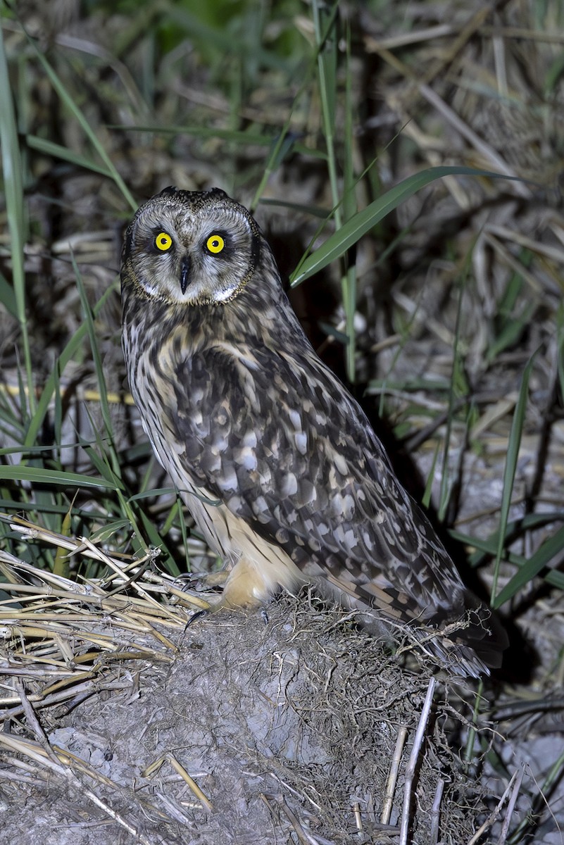 Short-eared Owl - ML642871780