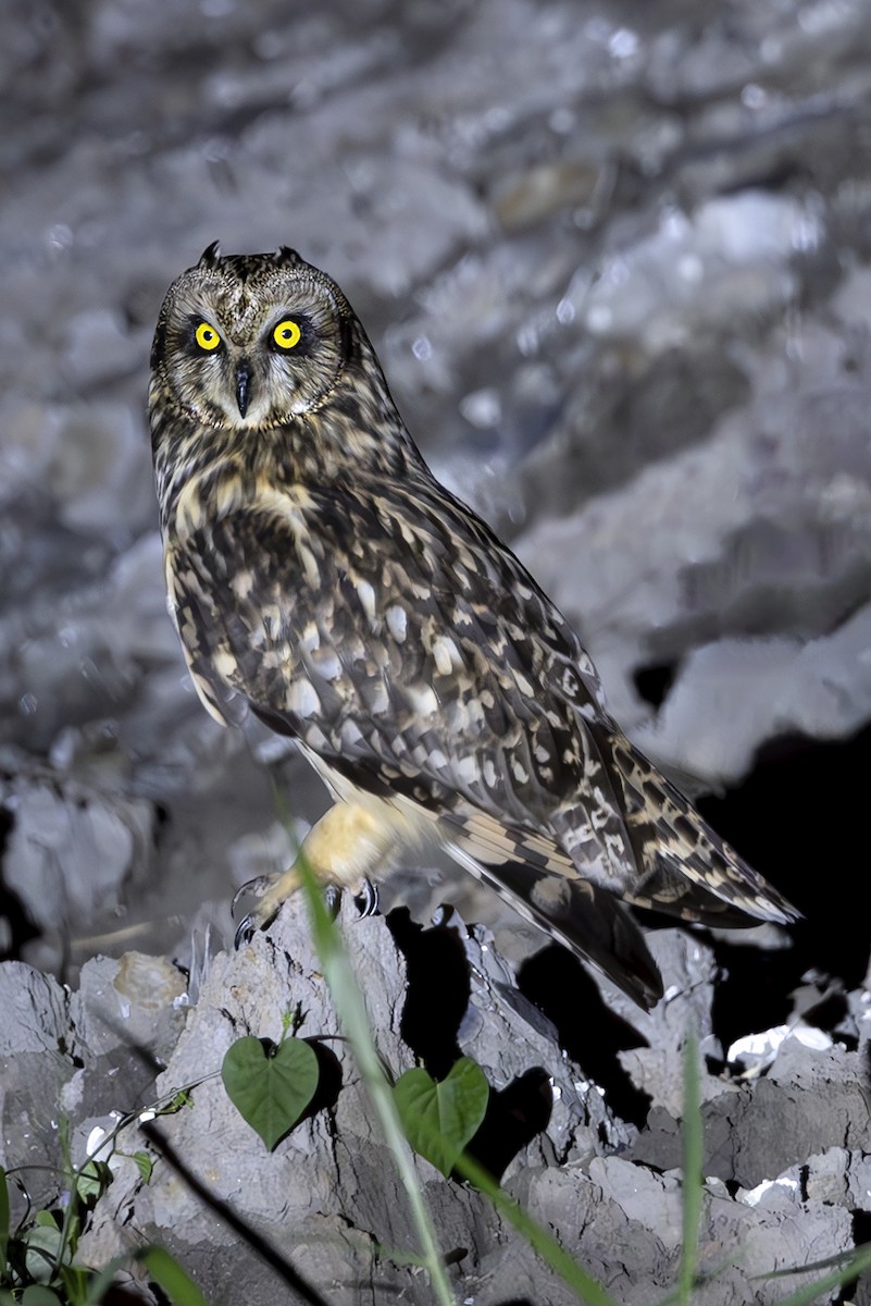Short-eared Owl - ML642871781
