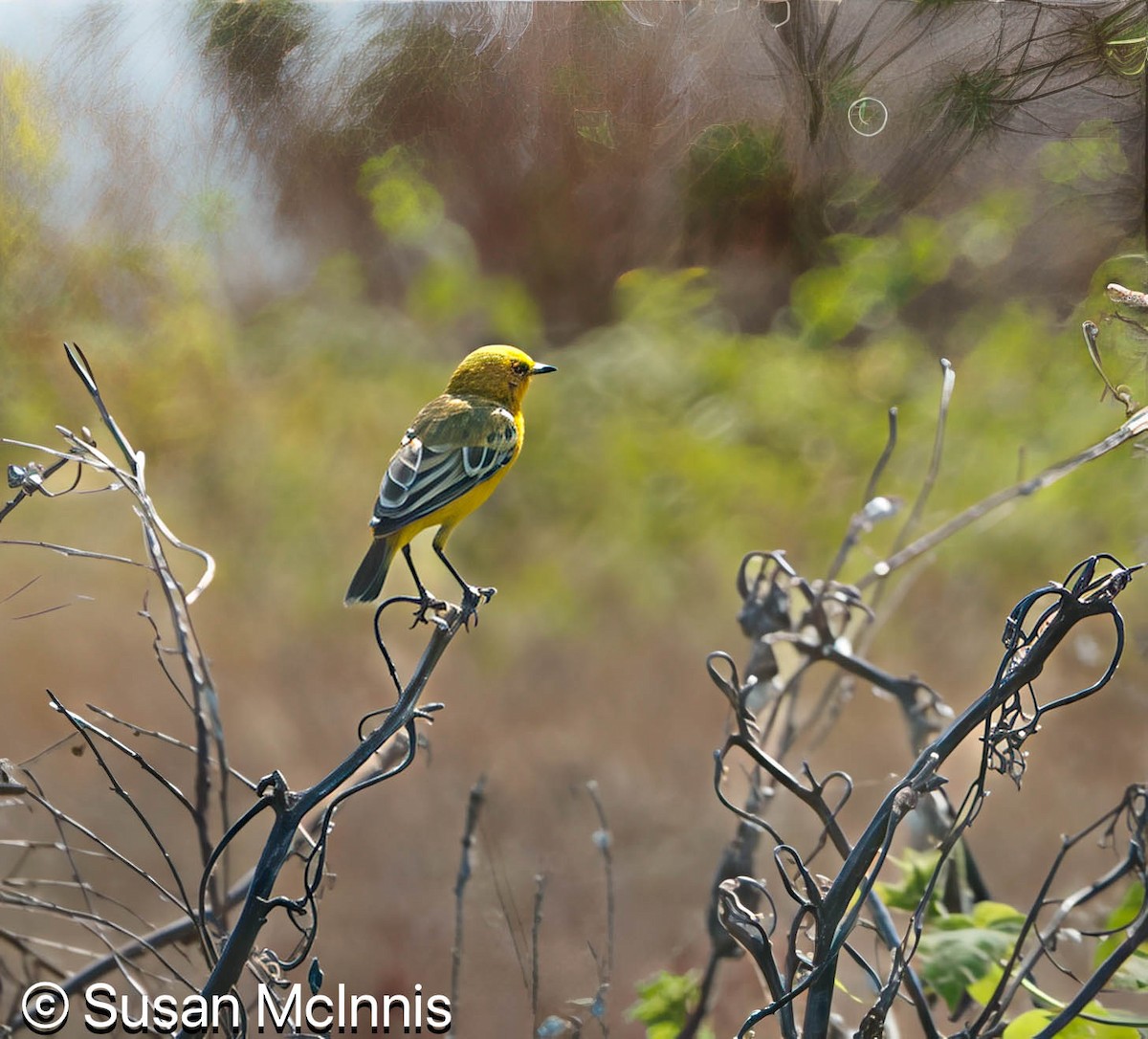 Yellow Chat - ML642871783