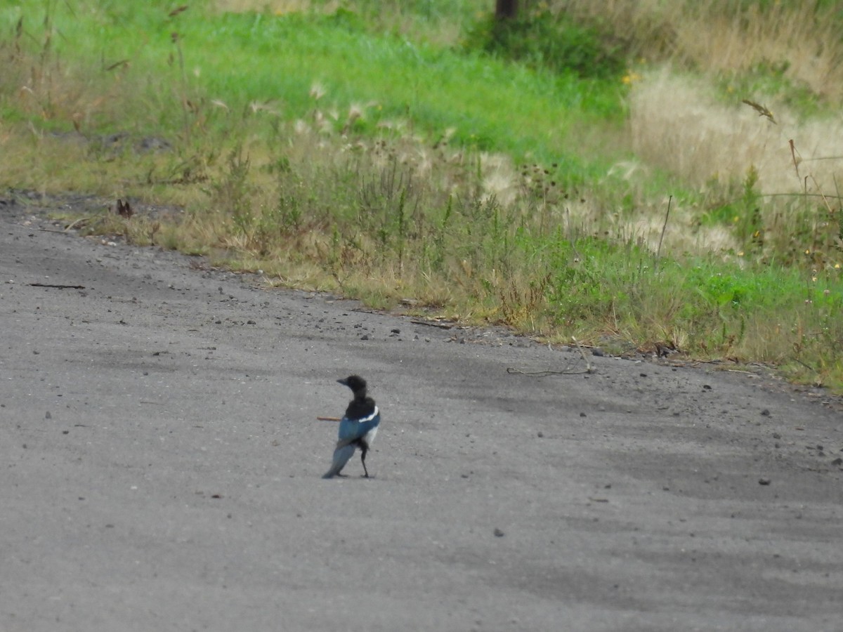 Black-billed Magpie - ML642871797