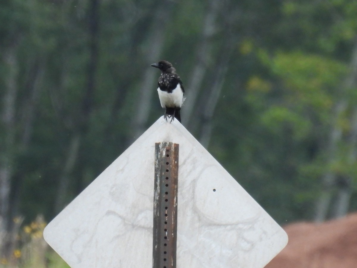 Black-billed Magpie - ML642871798