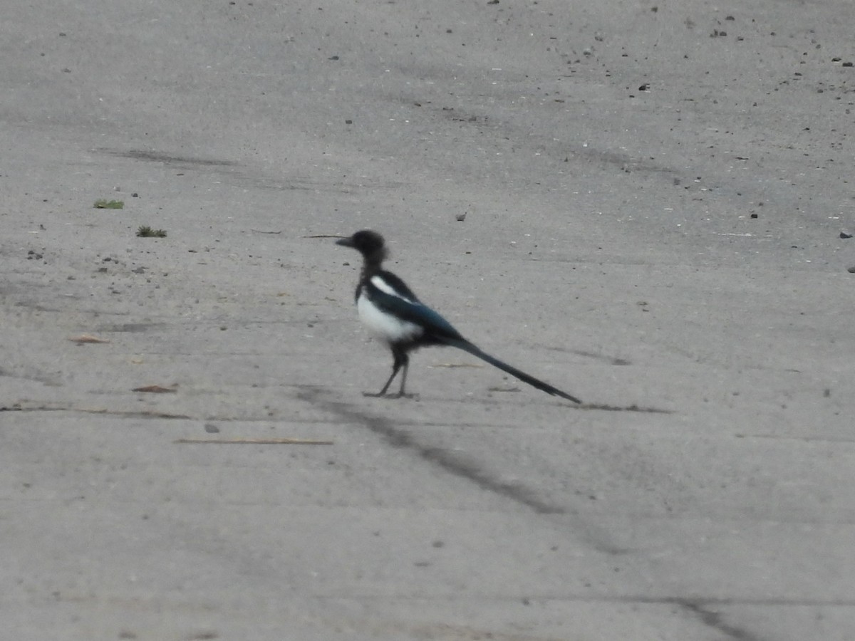 Black-billed Magpie - ML642871799