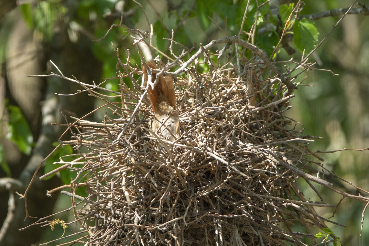 Greater Thornbird - ML642871801