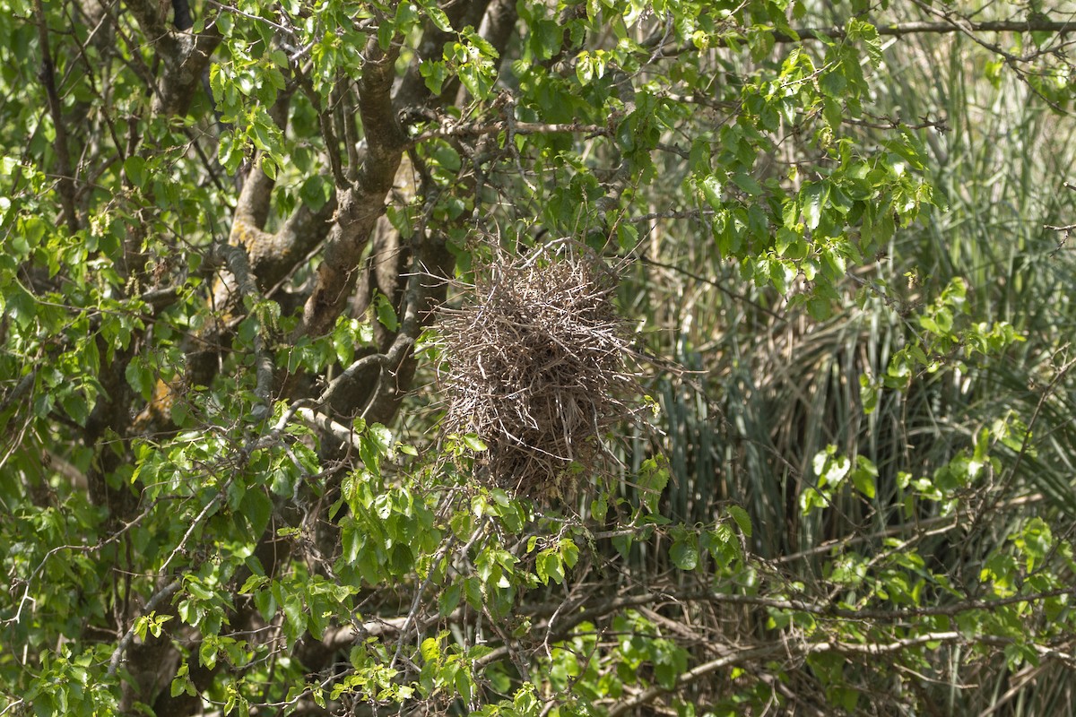 Greater Thornbird - ML642871802