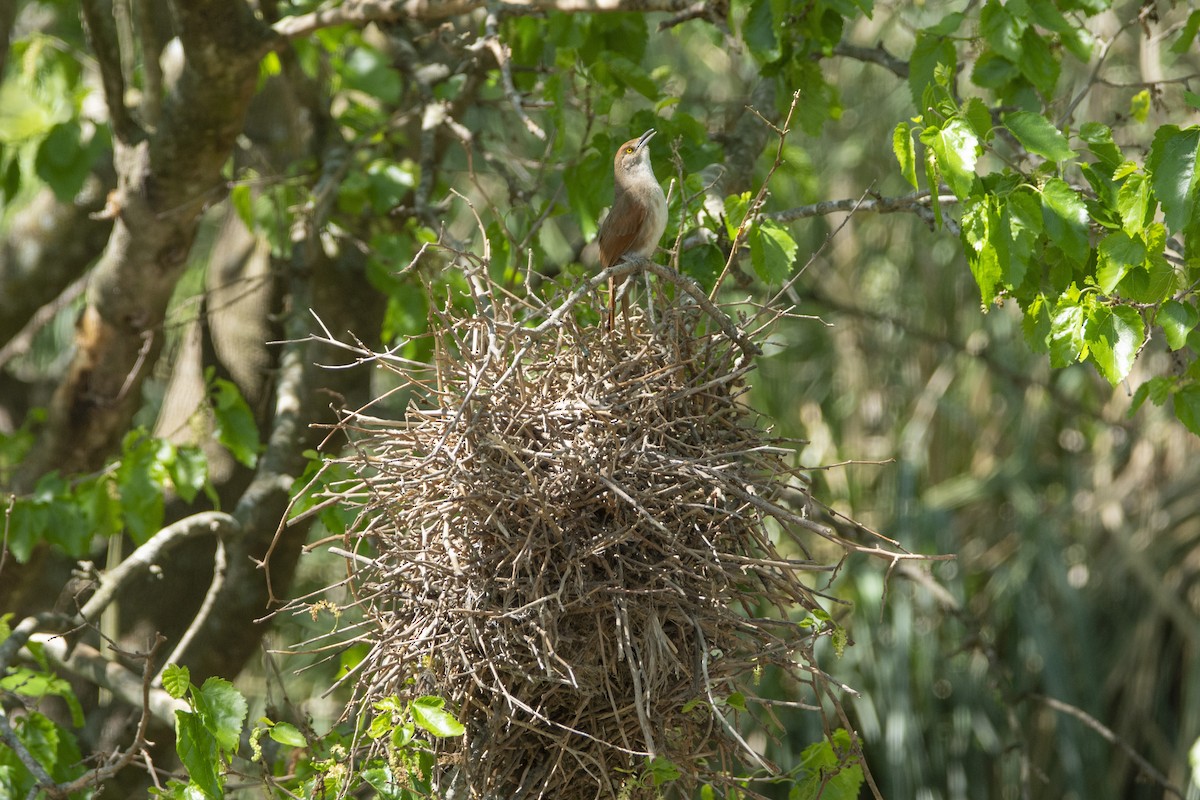Greater Thornbird - ML642871803