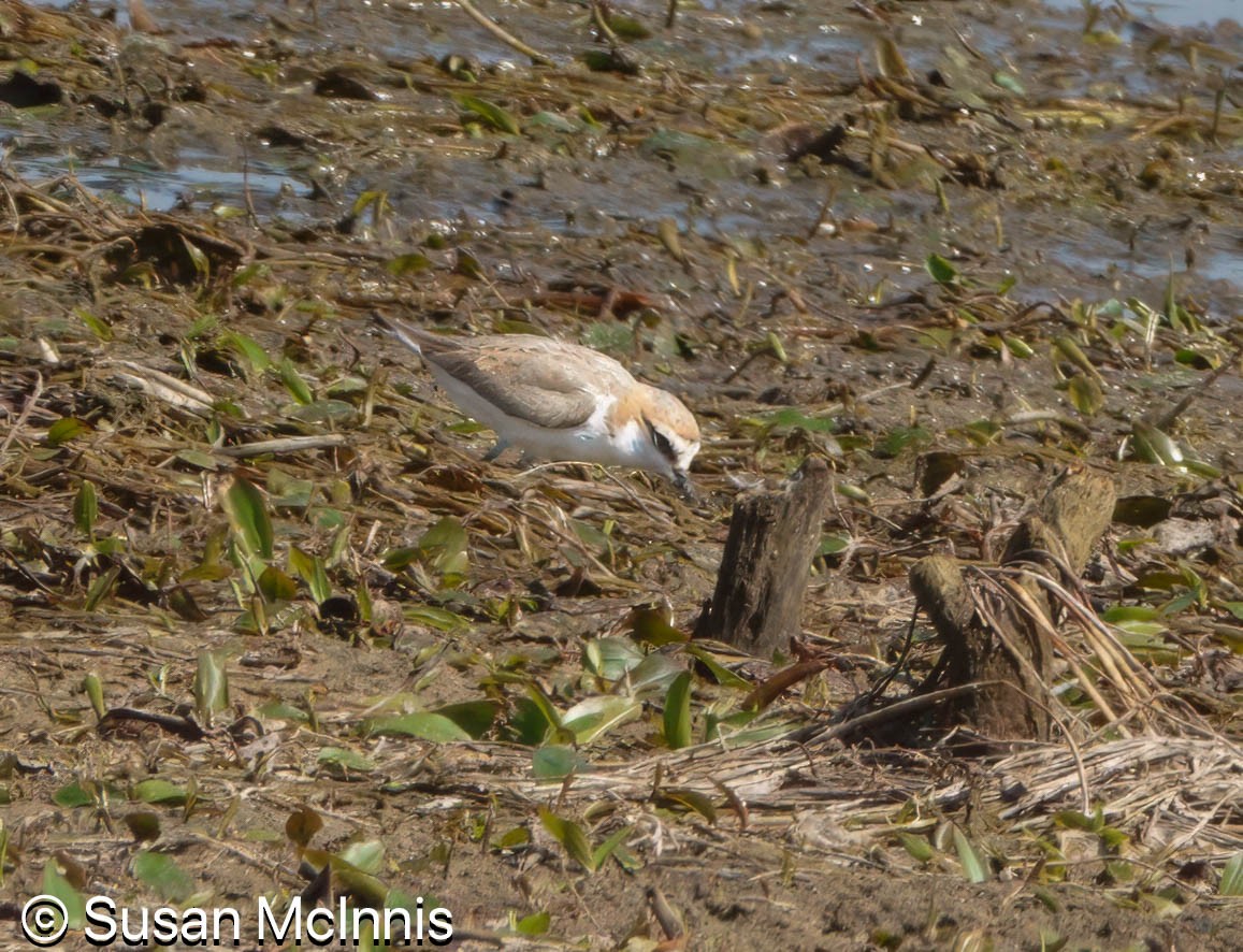 Red-capped Plover - ML642871805