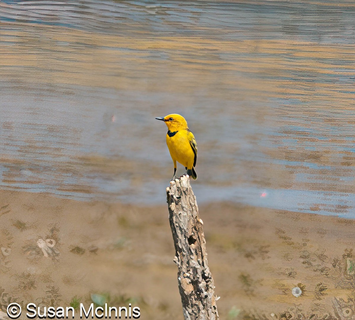 Yellow Chat - ML642871823