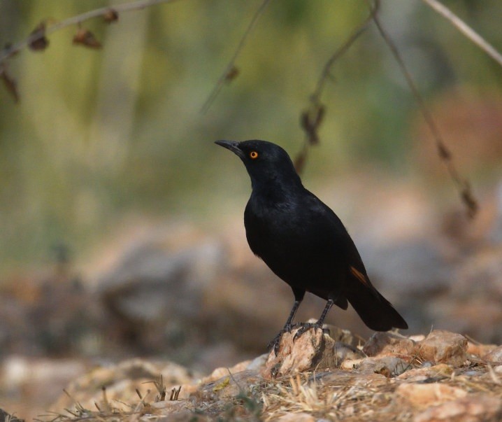 Pale-winged Starling - ML642871826