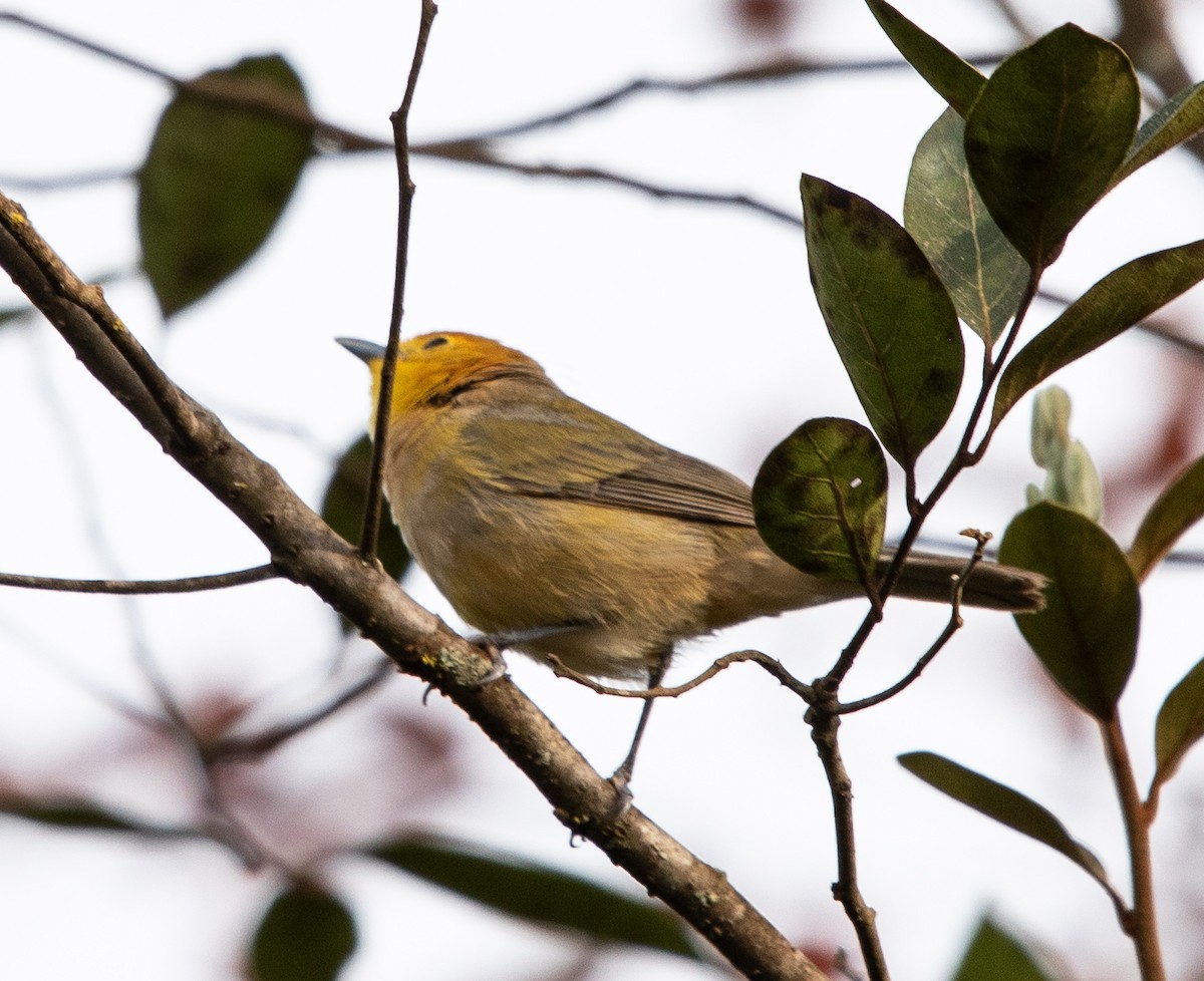 Orange-headed Tanager - ML642871827