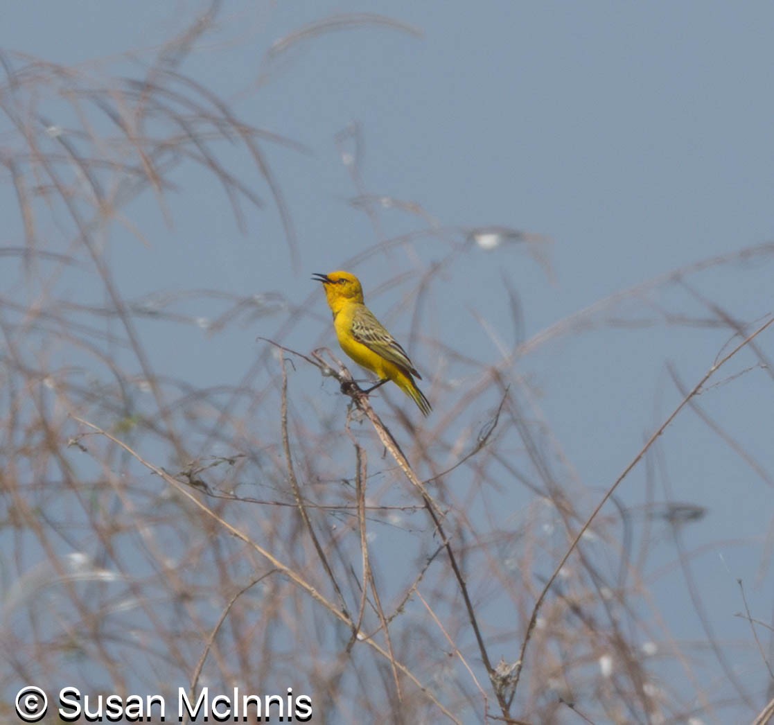 Yellow Chat - ML642871836