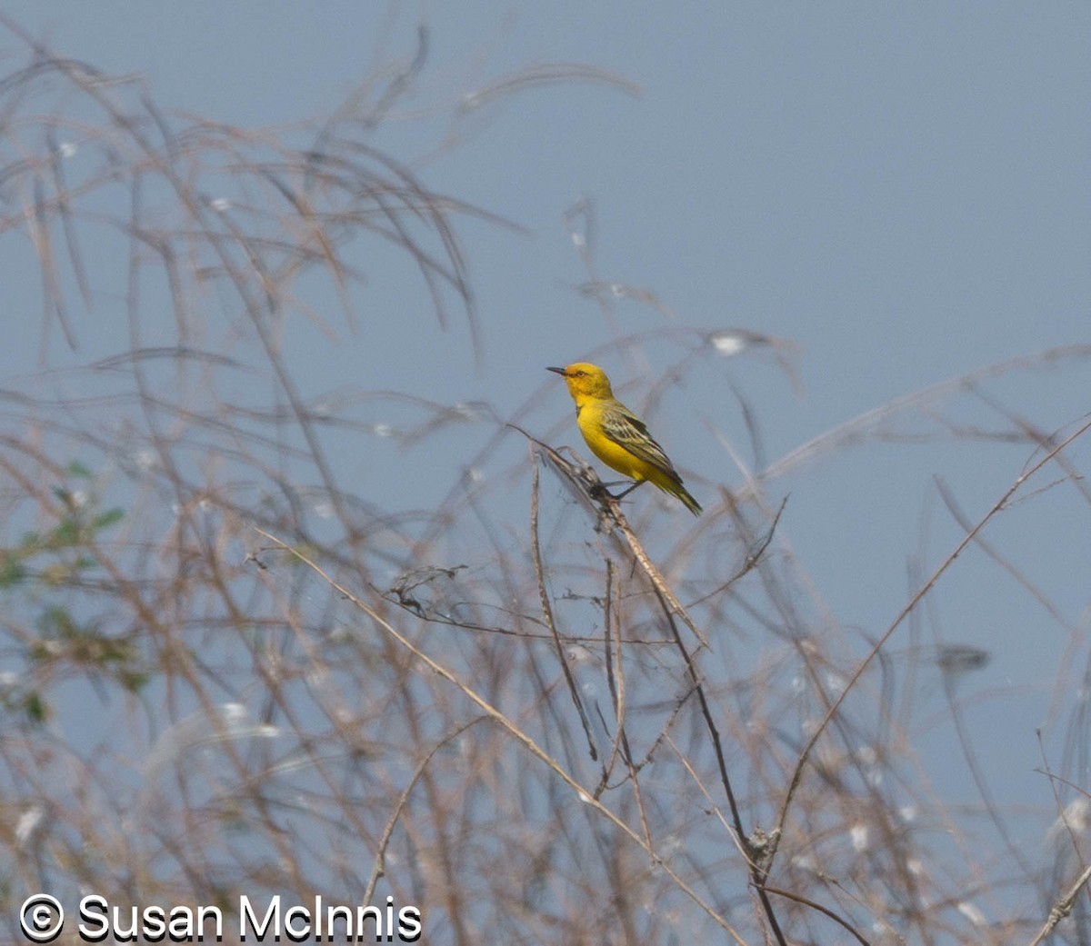 Yellow Chat - ML642871841